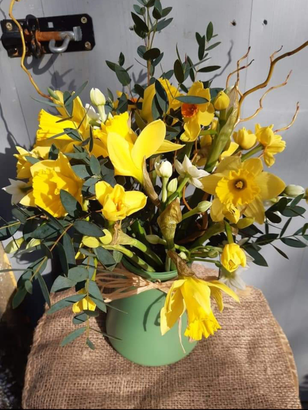 Daffodil Delight